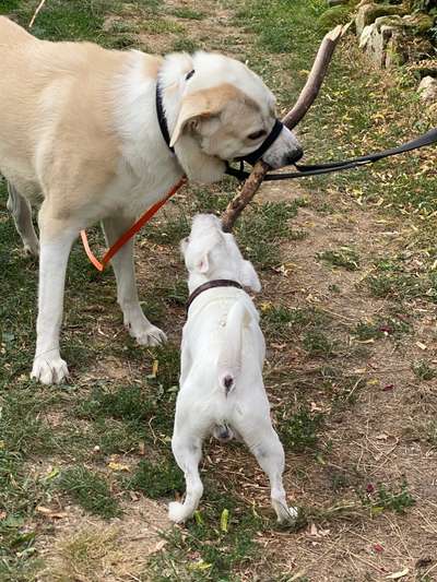 Kleine Hunde ganz Groß-Beitrag-Bild