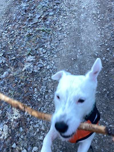 17. Collage Challenge / Springende Fellnasen-Beitrag-Bild