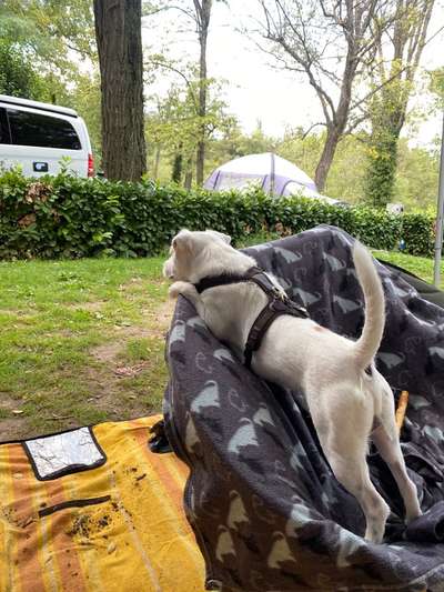 Dogorama Photo Challenge - Gassipause-Beitrag-Bild