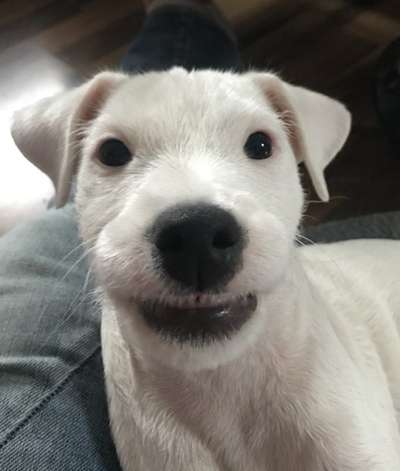 Zeigt eure verrücktesten Hundebilder-Beitrag-Bild