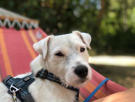 Welpenfotos-Beitrag-Bild