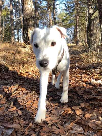 Immer der Nase nach - die schönsten Jagdhund-Bilder-Beitrag-Bild