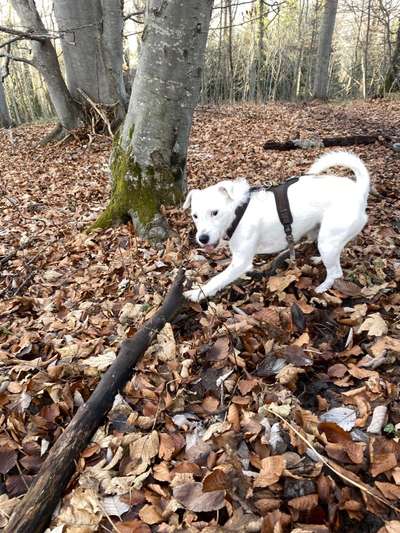 Bild wo euer Hund quatsch macht-Beitrag-Bild