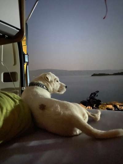 Die wunderschöne Welt mit Hund.-Beitrag-Bild