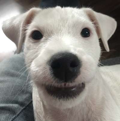 Fotochallenge NR. 123     -Karneval der Tiere--Beitrag-Bild