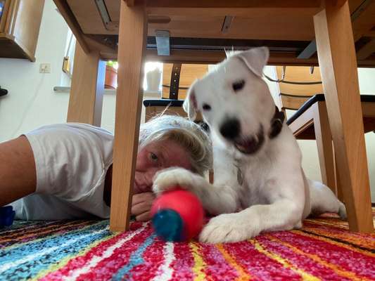 Dogorama Photo Challenge - Spielgesicht-Beitrag-Bild