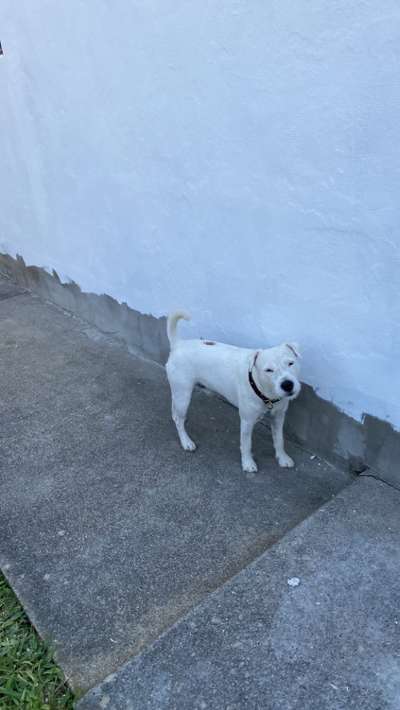 Dogorama Photo Challenge- genervter Blick-Beitrag-Bild