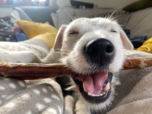 Zeigt mir die tollste Nahaufnahme von eurer Fellnase-Beitrag-Bild