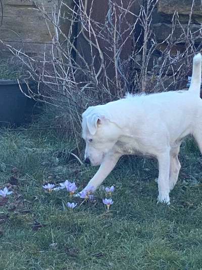 Dogorama Photo Challenge - die ersten Frühjahrsblumen-Beitrag-Bild