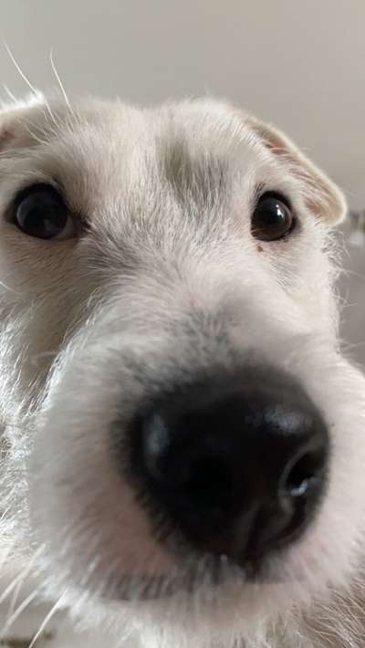 Zeigt mir die tollste Nahaufnahme von eurer Fellnase-Beitrag-Bild