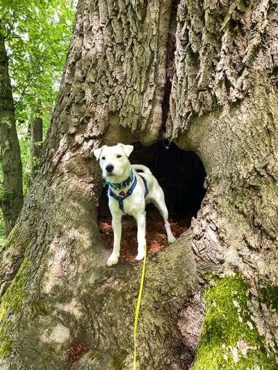 Dogorama Photo Challenge - Märchenwald-Beitrag-Bild