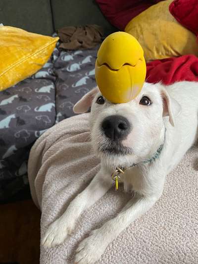 Dogorama Photo Challenge - Tricks, Tricks & Tricks!-Beitrag-Bild