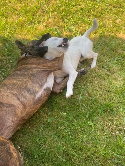 98.Fotochallange  - Hunde zeigen Zuneigung-Beitrag-Bild