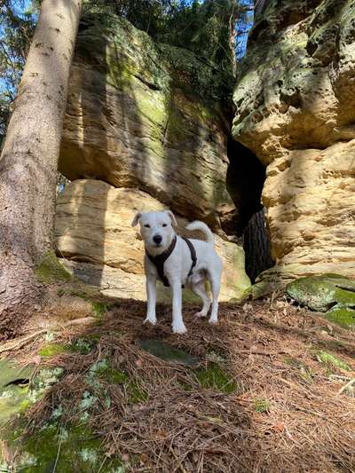 Dogorama Photo Challenge - Steine/Felsen-Beitrag-Bild