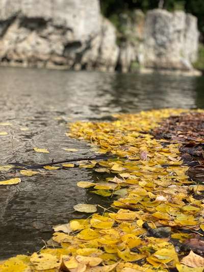 Die wunderschöne Welt mit Hund.-Beitrag-Bild