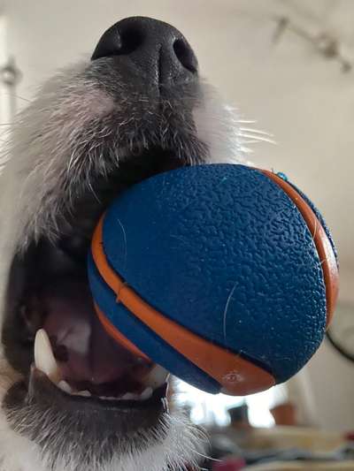 Dogorama Photo Challenge - Rund-Beitrag-Bild