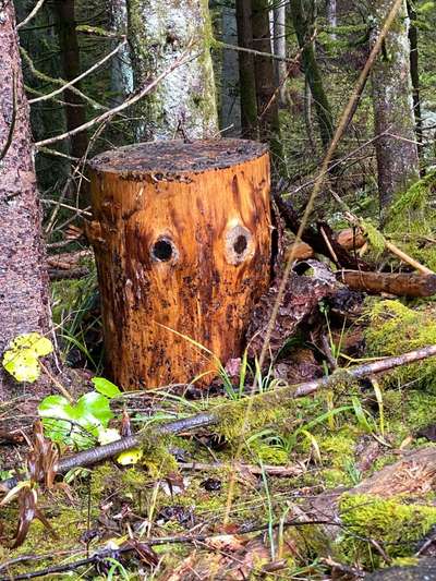 Bäume mit Gesicht-Beitrag-Bild