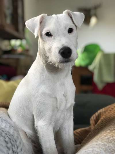 11. Collagen-Challenge
Dein*e Hund*e in verschiedenen Lebensphasen-Beitrag-Bild