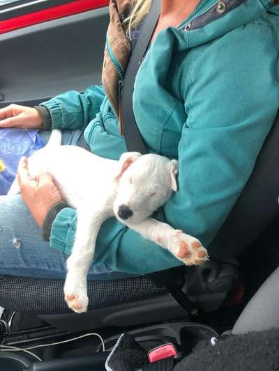 Welpenfotos-Beitrag-Bild