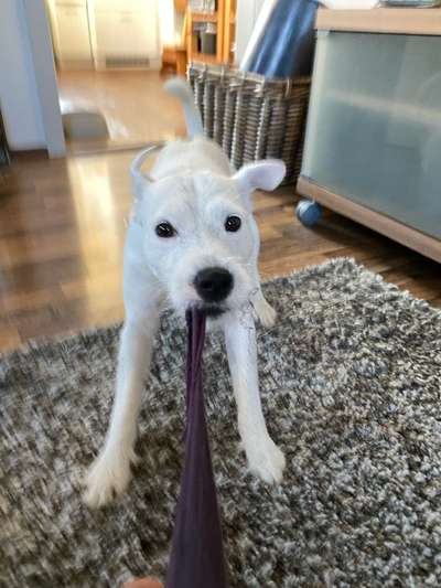 Jack Russel Terrier-Beitrag-Bild