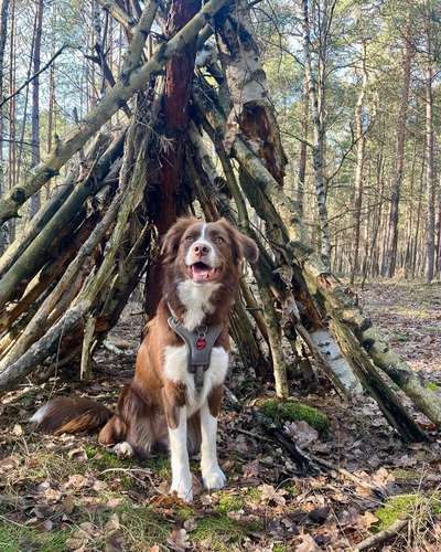 Hundeauslaufgebiet-Wald an den Windkrafträdern-Bild