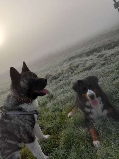 Dogorama Photo Challenge - Nebel-Beitrag-Bild