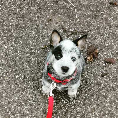 Hundetreffen-Social walk