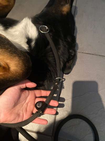 Wie sehen eure Gassirunden aus?-Beitrag-Bild