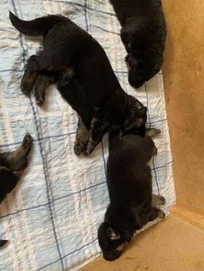 Alles rund um den Schäferhund, diskutieren erwünscht.-Beitrag-Bild