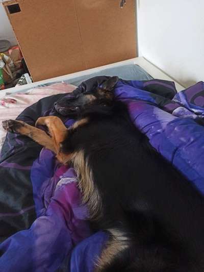 Gemeinsames Kuscheln im Bett!-Beitrag-Bild