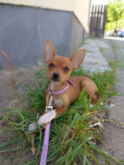 Dein Hund im Dogorama-Kalender 2021-Beitrag-Bild