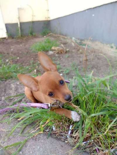 Dein Hund im Dogorama-Kalender 2021-Beitrag-Bild