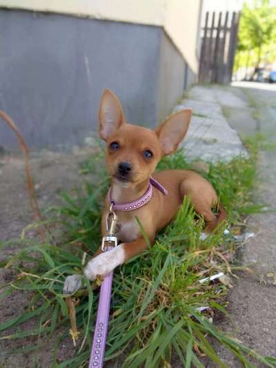 Wo sind die Zwergpinscher?-Beitrag-Bild