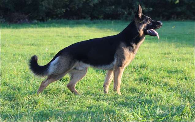 DSH vorprogrammiert für Gesundheitliche Probleme?-Beitrag-Bild