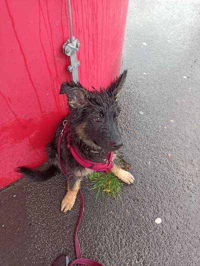 Hund im Regen☔🌬️🌧️-Beitrag-Bild