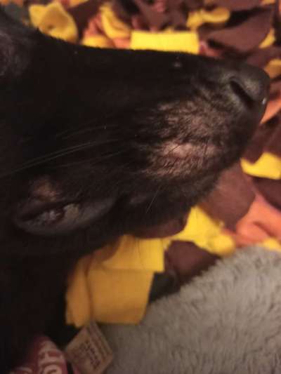 Alles rund um den Schäferhund, diskutieren erwünscht.-Beitrag-Bild