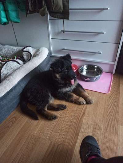 Wartezeit auf Welpen-Beitrag-Bild