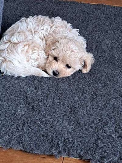 Maltipoo Freunde-Beitrag-Bild