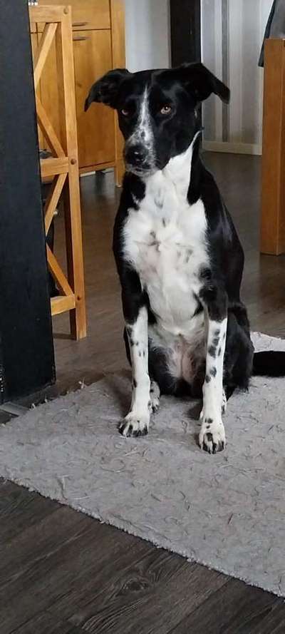 TierschutzhundeStammtisch🐕-Beitrag-Bild