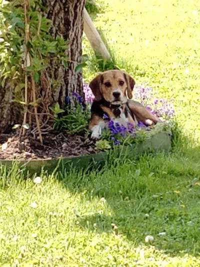 Dogorama Photo Challenge - Schattiges Plätzchen-Beitrag-Bild