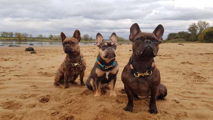 Mehrere Hunde zuhause !-Beitrag-Bild