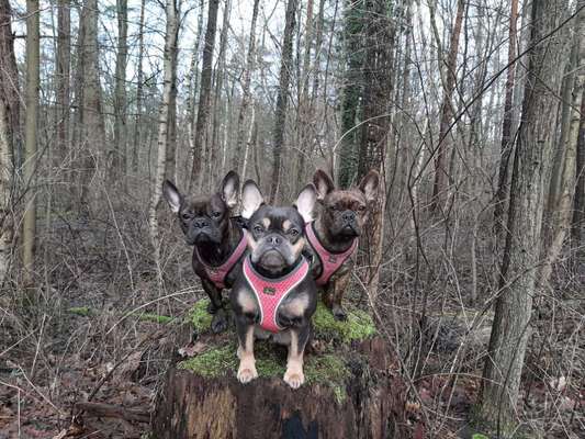 Zeigt her eure Frenchi-Beitrag-Bild