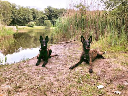 Dogorama-Monats-Challenge-Mai "Wasser"-Beitrag-Bild