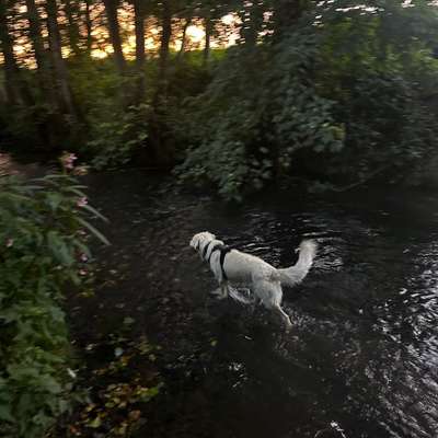 Hundetreffen-Gassigeh und Spielrunde🐕-Bild