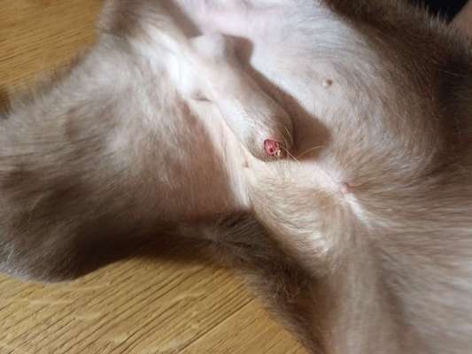 Mögliche Vorhautentzündung?-Beitrag-Bild