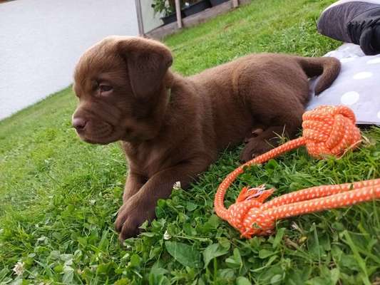 Welpen Bilder !-Beitrag-Bild