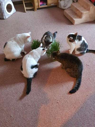 Frisst  alles vom Boden beim Gassi gehen-Beitrag-Bild