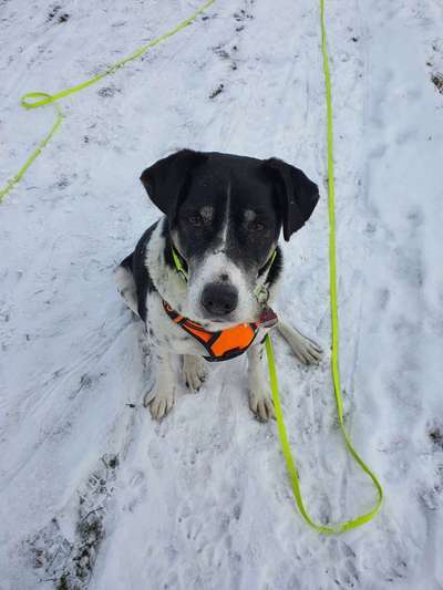 Frisst  alles vom Boden beim Gassi gehen-Beitrag-Bild