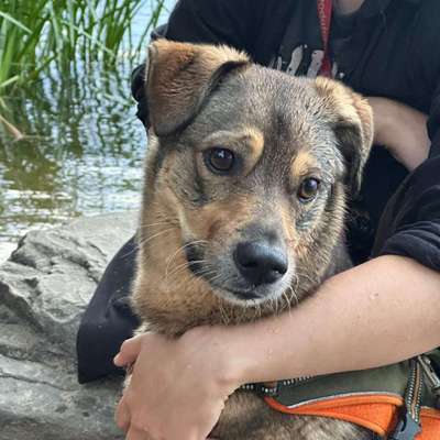 Hundetreffen-Suche: Hundebegegnungen für reaktiven Dreibeiner-Bild