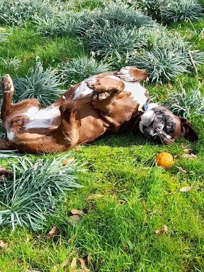 Deutsche Boxer-Beitrag-Bild